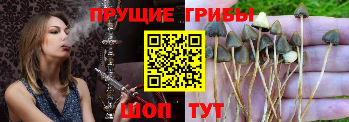 Галлюциногенные грибы Cubensis Большой Камень